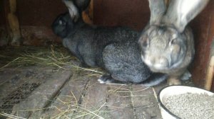 Пробная случка новым самцом фландр. Кролики бельгийские великаны.