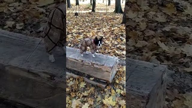 Наш очаровательный питомец Буль Булич и это не бульдожка а Бостон Терьер , честно ,чест?но смотреть онлайн