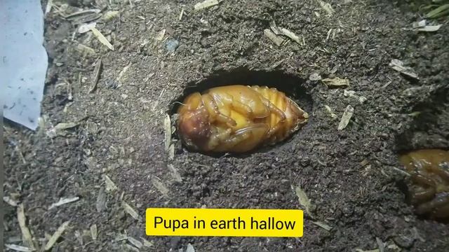 Life Cycle of European Rhinoceros Beetle (Oryctes nasicornis) смотреть онлайн