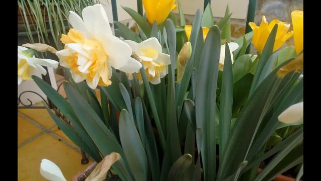 🍀 Narcisos (Narcissus "Golden Pearl"). 🍀 смотреть онлайн