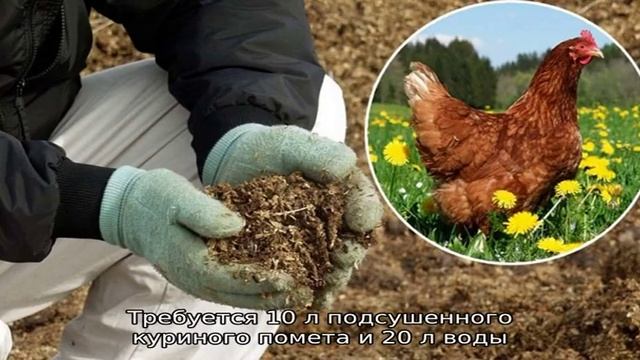 Вдохновение на Тарелке