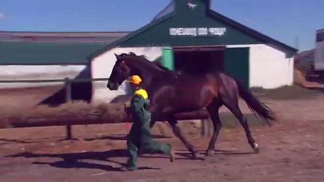 Конные заводы Конный завод «Роща» Часть 1 смотреть онлайн