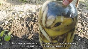 Подкормка из банановой кожуры для рассады