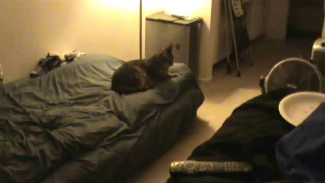 I love my cat Data: The most loyal pet I've ever had. Watch as he follows me around the house смотреть онлайн