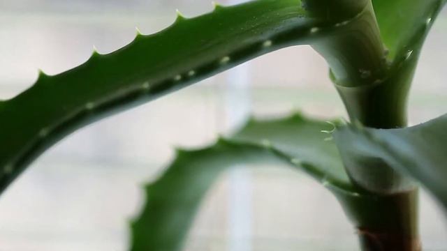 7 RIMEDI CASALINGHI per il MAL DI PANCIA nei CANI 🐶✅ смотреть онлайн