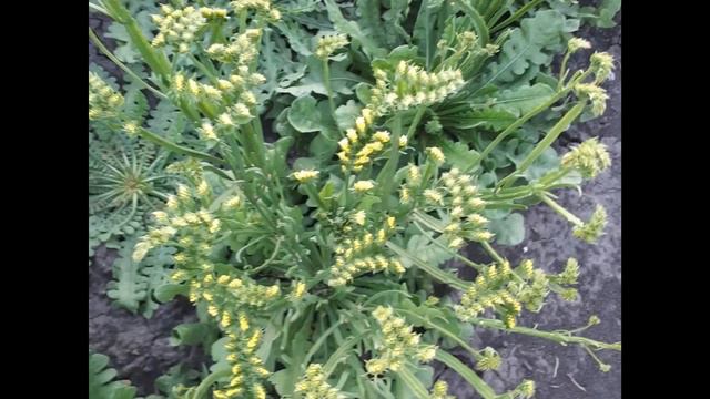 Limonium Sinuata ( Statice)