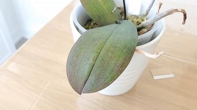 Орхидеи Проявления вирусных инфекций смотреть онлайн