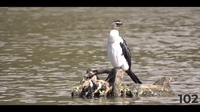 200 species | 200 seconds смотреть онлайн