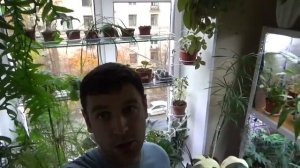 Почвенные мушки. Легкий способ избавиться