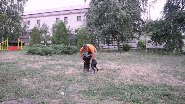 Дрессировка собак.Доберман Ральф команда "Стоять" смотреть онлайн