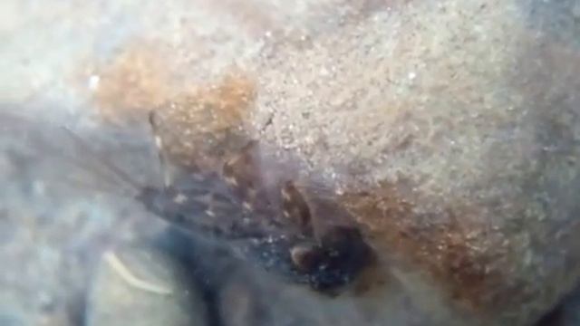 Ecdyonurus sp смотреть онлайн