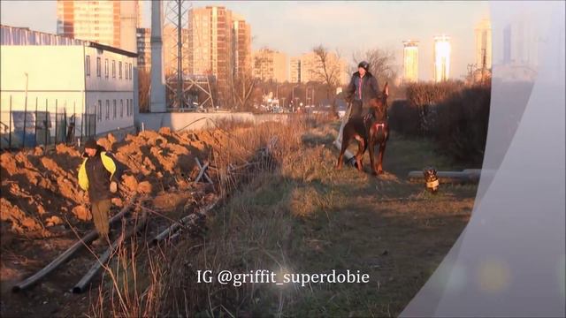 Doberman is at the building site. Doberman helps the builders. смотреть онлайн