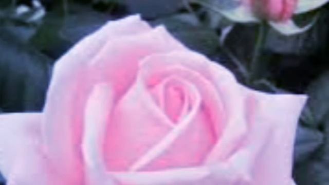 Самые красивые розы!!! смотреть онлайн