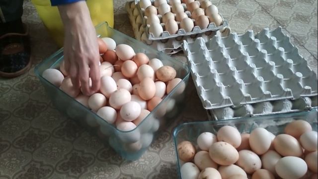От чего несутся куры? смотреть онлайн