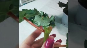 ВНИМАНИЕ!!! Вам подарили БЕГОНИЮ ЭЛАТИОР, что делать?!