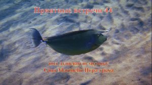 Приятные встречи 44 Хирург носорог синешипый под душевную музыку Gino Marinello Игра греха