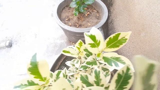 Ficus safari plant ?? смотреть онлайн