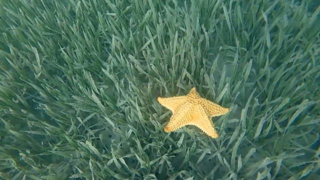 Diving in Jardines de La Reina - Cuba смотреть онлайн
