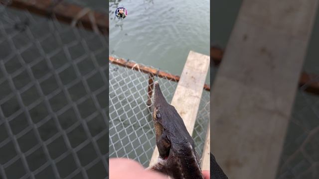 Выпускаю осетра смотреть онлайн