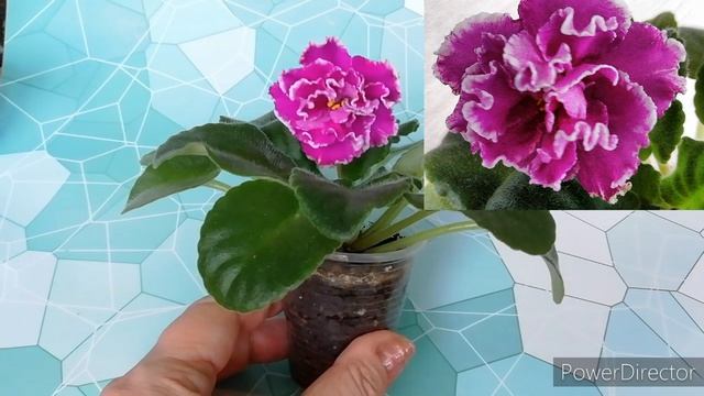 Фиалка АВ - Махровая Петуния./Описание сорта фиалки. смотреть онлайн