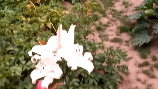 Хроника. Тучи. Борьба с урожаем. Клематисы смотреть онлайн