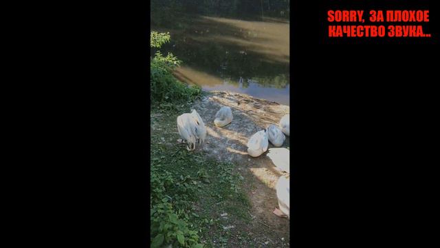 ВЛОГ/московский зоопарк смотреть онлайн