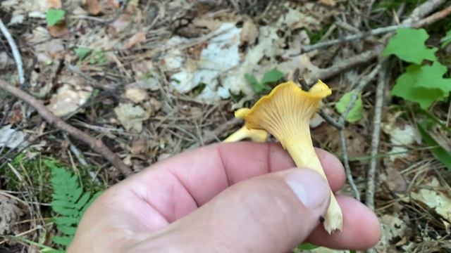 лисички грибочки смотреть онлайн