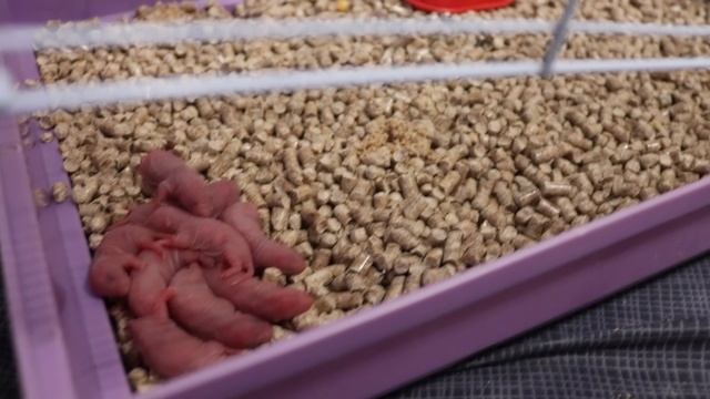 КРЫСА РОДИЛА / НОВОРОЖДЕННЫЕ КРЫСЯТА смотреть онлайн