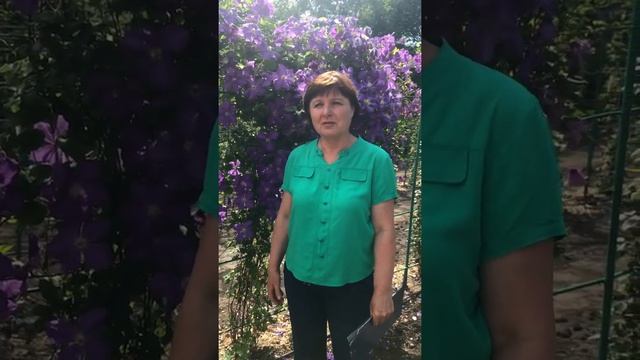 Коллекция клематисов в Ставропольском ботаническом саду смотреть онлайн