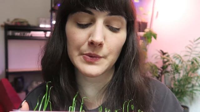 Bowiea volubilis (climbing onion) from seed! | Climbing onion propagation смотреть онлайн