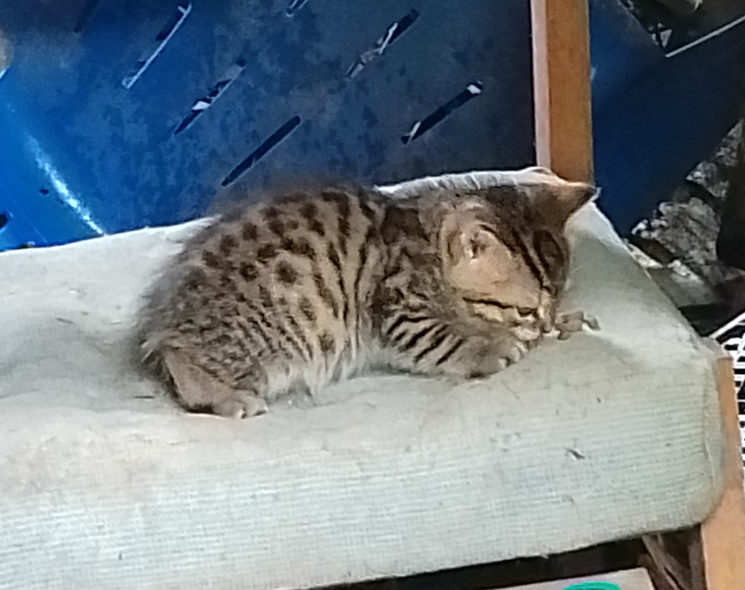 Котёнок в добрые руки.