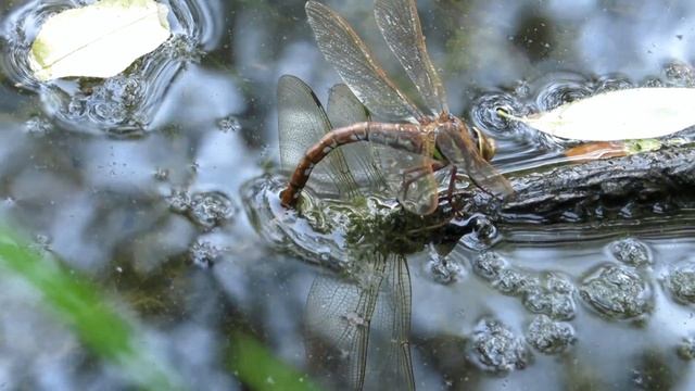 Стрекоза откладывает яйца в пруд смотреть онлайн