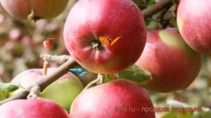 Яблоня поздняя Память Исаева (pamyat' isaeva) ? обзор: как сажать, саженцы яблони Память Исаева