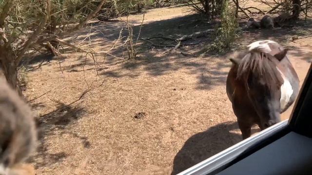 Поход в зоопарк! Беля Бельчонок и дикие животные! смотреть онлайн