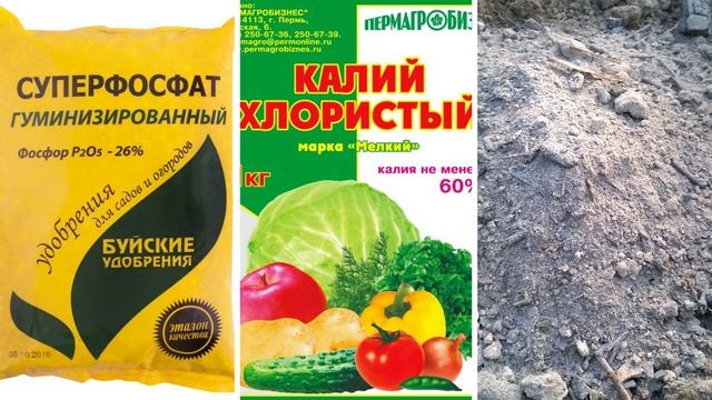 Рассказываю способ посадки рябчика императорского при котором он обязательно зацветет смотреть онлайн