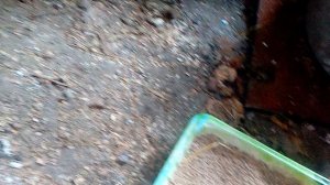 Можно ли оставлять в курятнике свет на ночь