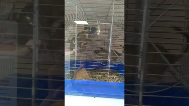 декоративные белки |³ смотреть онлайн