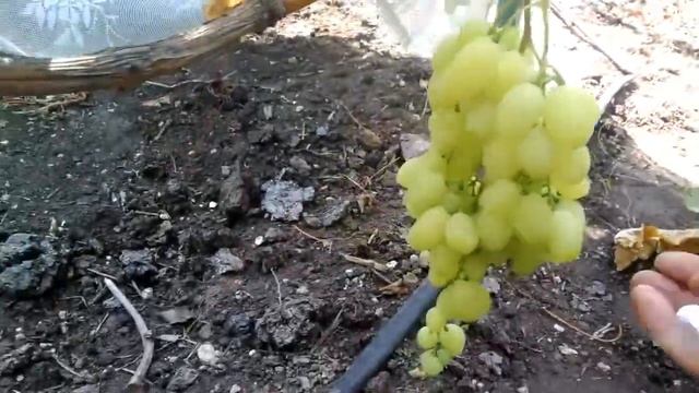 Виноград Долгожданный !!!!!! смотреть онлайн