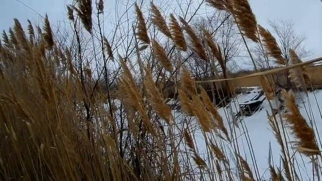 Охота на зайца в камышах, гончак поработал 25 01 2020 смотреть онлайн
