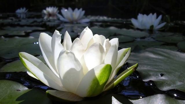 Snatam Kaur - Paramaysareh (Transcendent Lord) смотреть онлайн