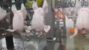 Конвейерная линия потрошения тушек бройлера