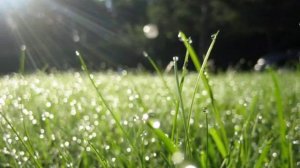 Андрей Миронов (Песня о незнакомом певце)