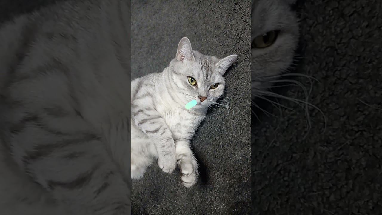 Милый котик #Shorts смотреть онлайн