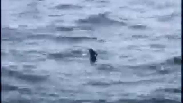 SHARK MANIA смотреть онлайн