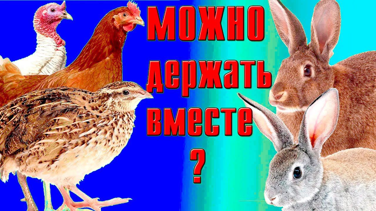 Совместное содержание птицы и кроликов смотреть онлайн
