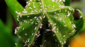 Вредители Китайской розы. Как бороться с вредителями Гибискуса.