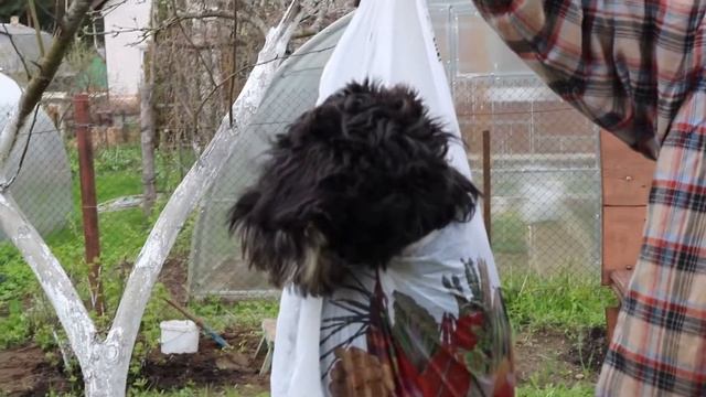 Цвергшнауцер 5.5 килограмм!/Weigh the Miniature Schnauzer смотреть онлайн