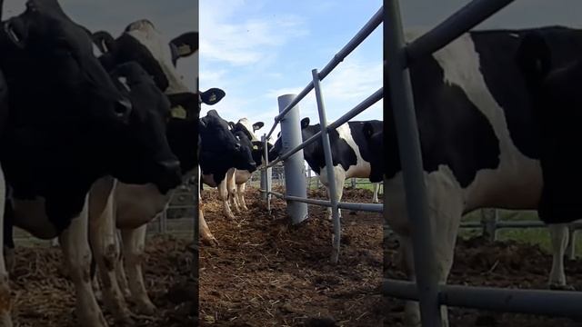 Ферма продает племенных нетелей молочных пород КРС ЖИВЫМ ВЕСОМ ОПТОМ В РОССИИ. Ферма КРС в России. смотреть онлайн