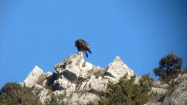 Aquila Reale смотреть онлайн