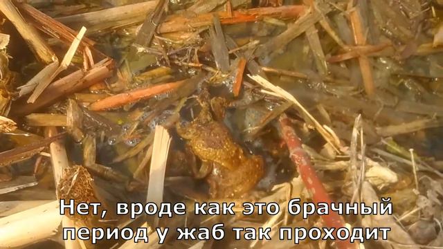 Спасаем жаб в их брачный период смотреть онлайн